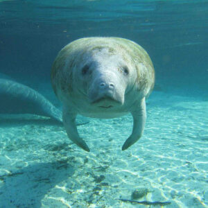 Manatee near Crystal River Florida