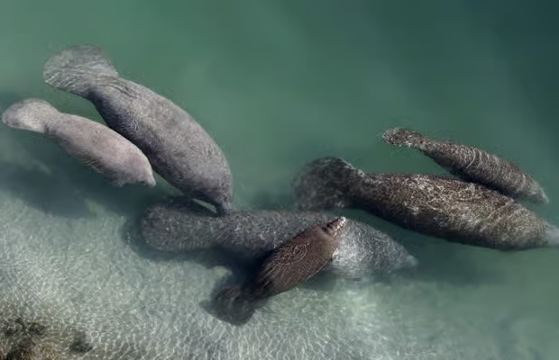 manatees